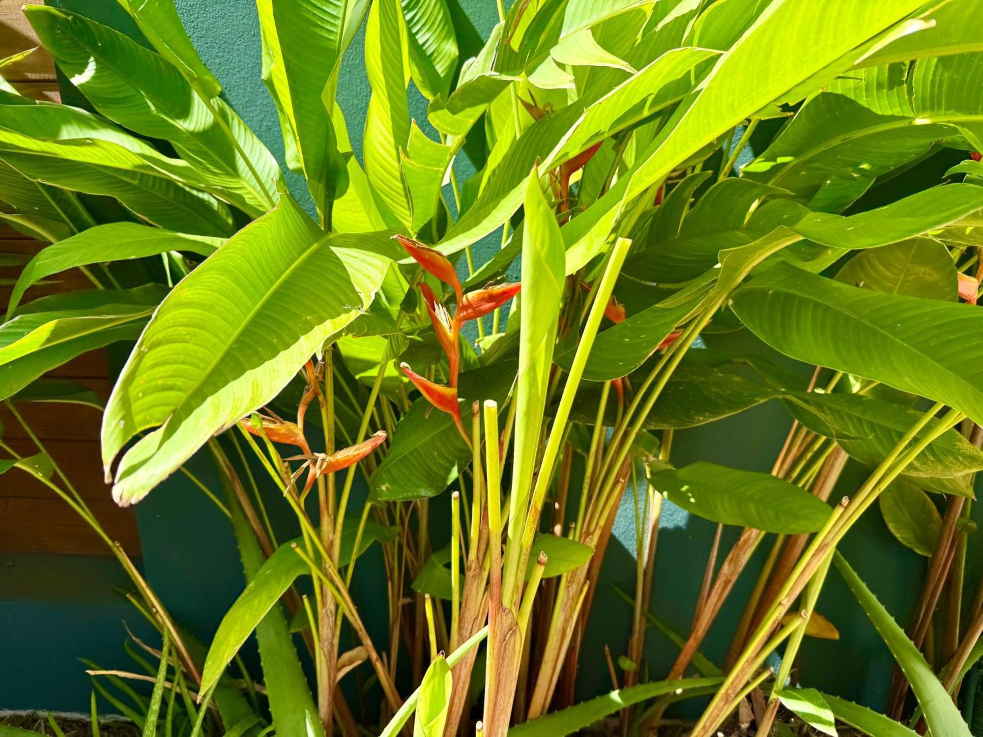 Aloes - Villa Salba. Panoramic View. Étang-Salé les Bains Eksteriør bilde